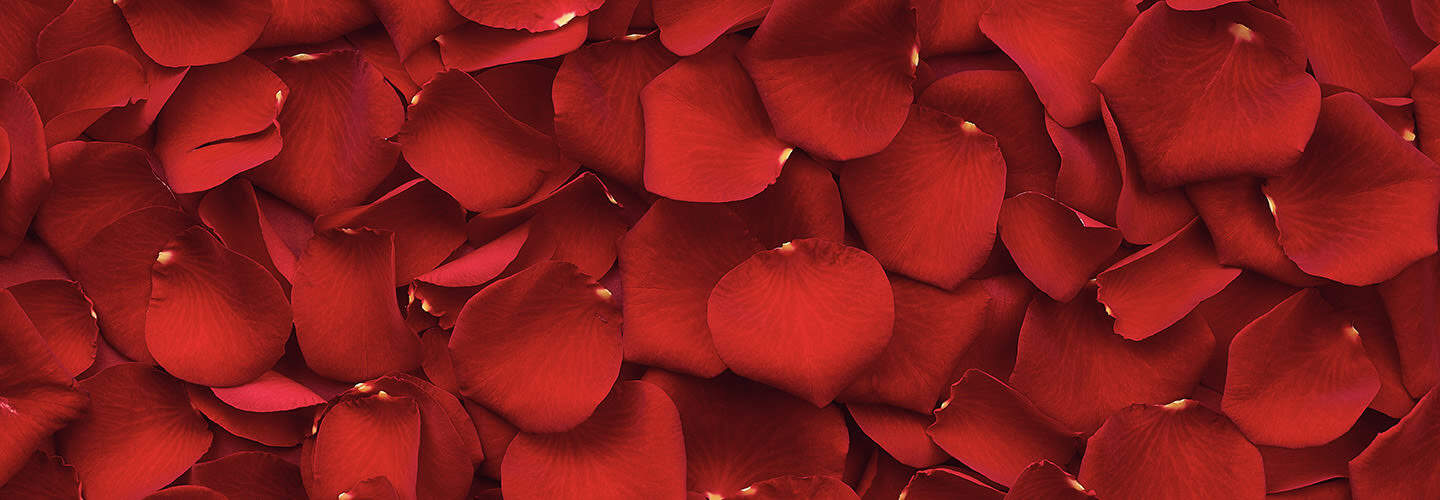 Red rose petals, perfect for romantic gifts and celebrations at Victoria Leeds.